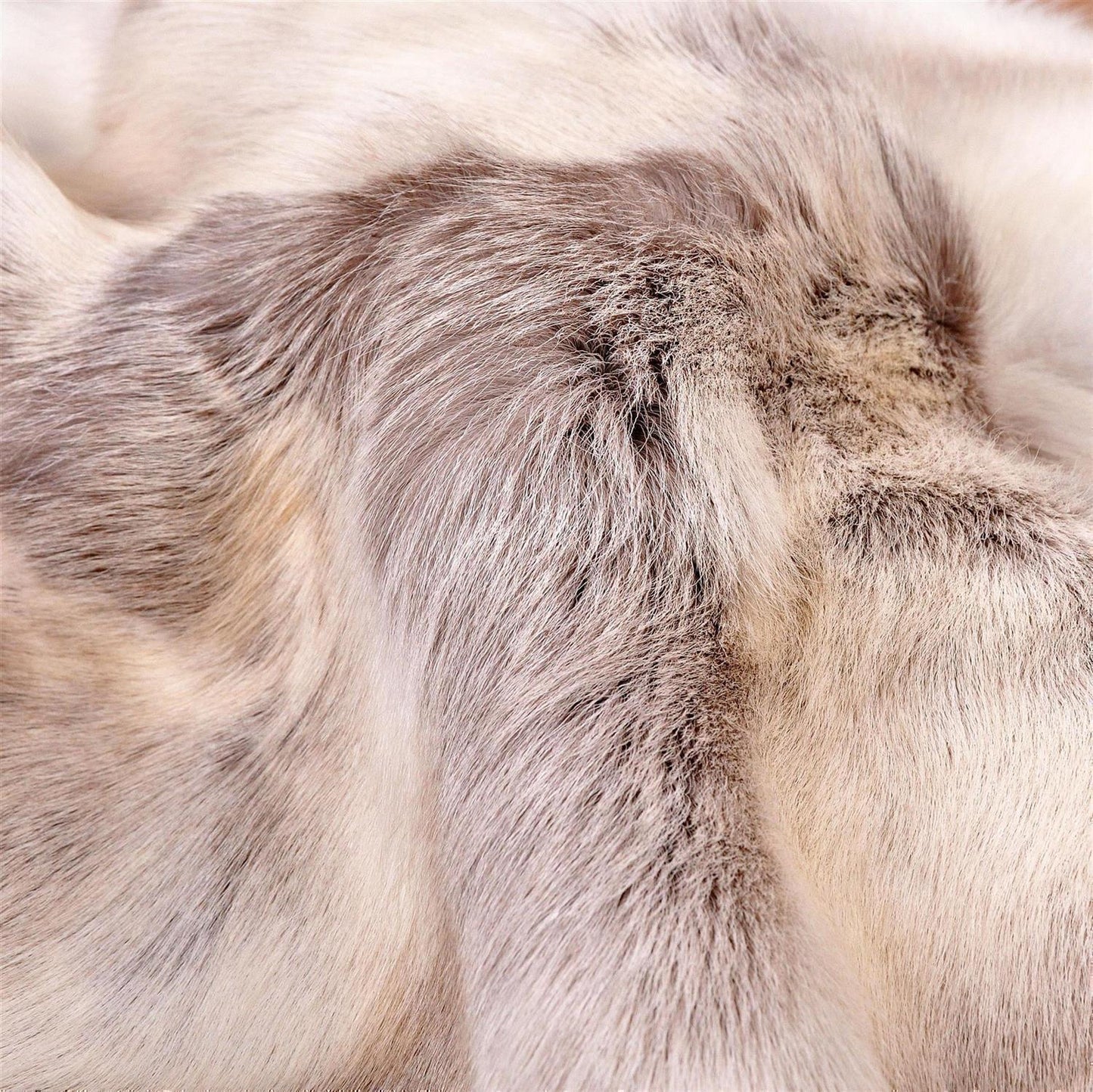 Rentierfell original aus Skandinavien, hell, XL (140-145 cm)