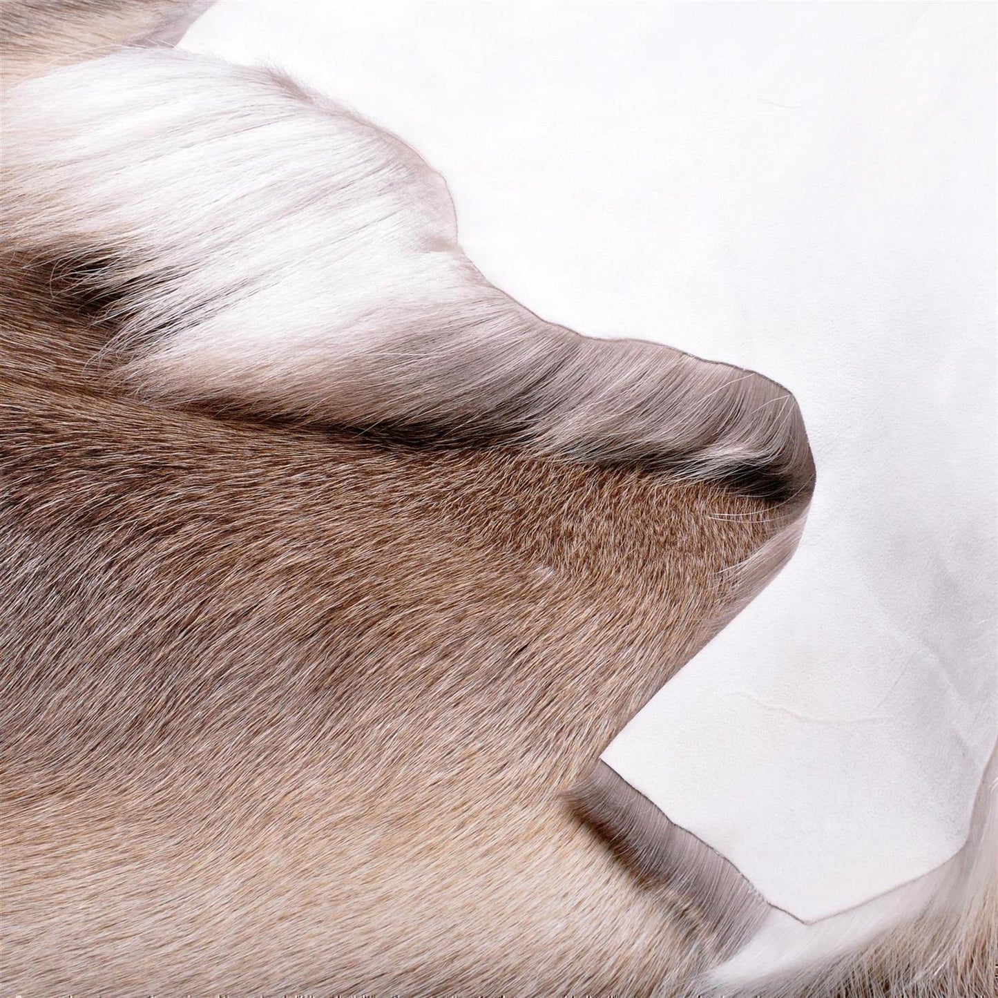 Rentierfell original aus Skandinavien, hell-dunkel, L (110-135 cm)